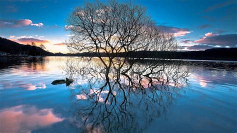 Reflection Tree Reflection Lake Beauty In Nature No People Bare