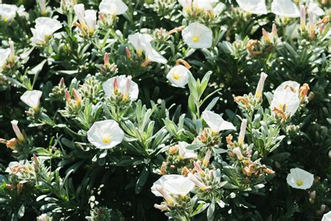 Fleurs De Montagne Top Des Plus Belles Vari T S