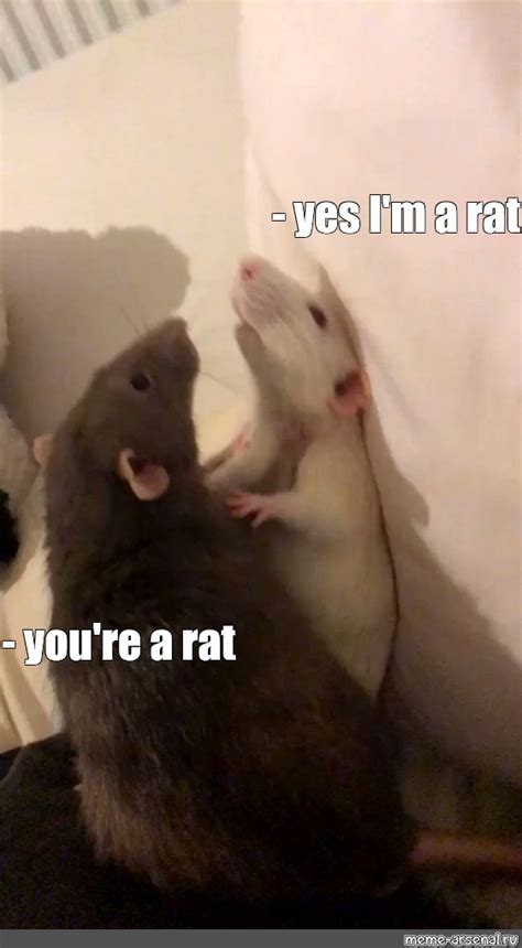 Сomics Meme Yes I M A Rat You Re A Rat Comics Meme