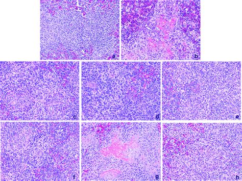 Histological Changes In The Spleen Caused By The Chimeric Viruses