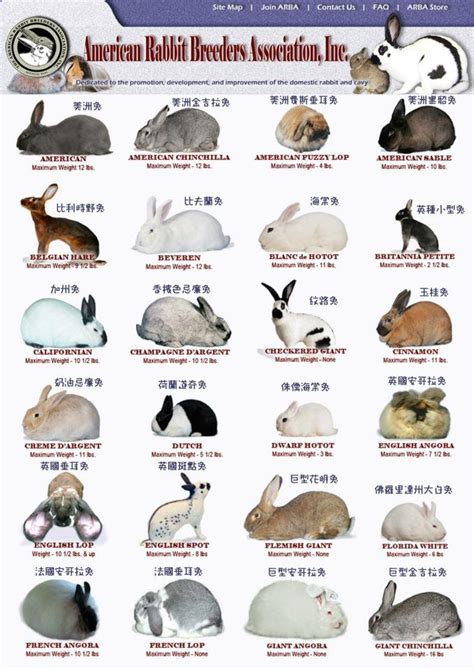 A few different bunny breeds. | Facts & Info | Pinterest | Bunny and Rabbit