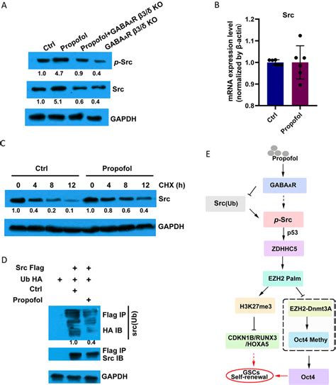 Propofol Increases Src Expression Via Gabaar A Western Blotting For