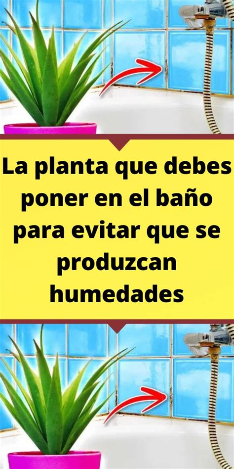 La Planta Que Debes Poner En El Baño Para Evitar Que Se Produzcan