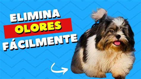 C Mo Eliminar El Olor A Perro En Tu Casa En El D A A D A El