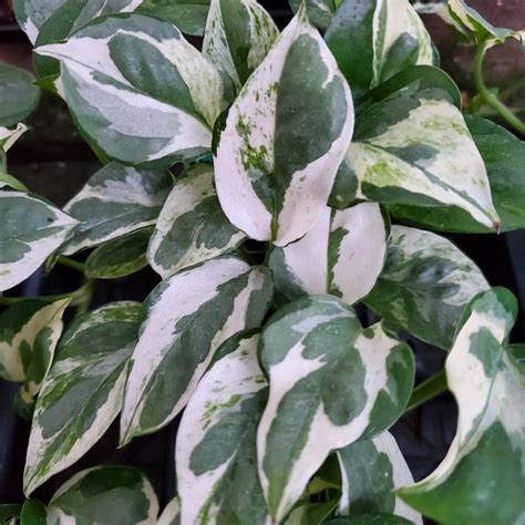 Pearls And Jade Pothos Houseplants From Studleys