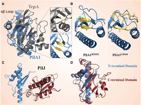 Figure 3 From Motility And Adhesion Through Type IV Pili In Gram