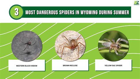 Wyomings 3 Most Dangerous Spiders This Summer And How To Spot Them