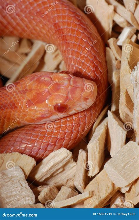 Albino Corn Snake Stock Image Image Of Danger Chipping