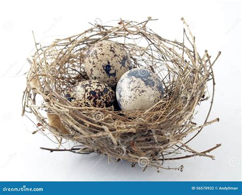 Three Eggs In Birds Nest Isolated On White Background Stock Photo