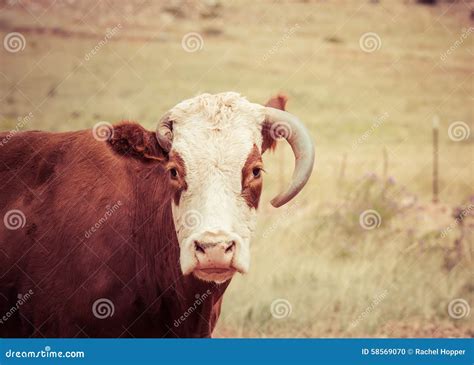 Cow Missing One Horn In Rural America Stock Photo Image Of Ecology