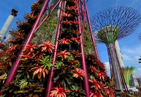 NEW PHOTOS: Spectacular Solar Supertrees Open this Month at Singapore’s Gardens by the Bay ...