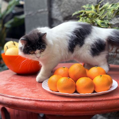 Can Cats Eat Oranges Human Food For Cats · The Wildest