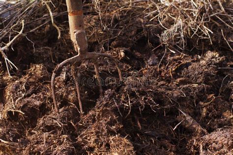 Pitchfork In Manure Stock Image Image Of Earth Dirt 70297253