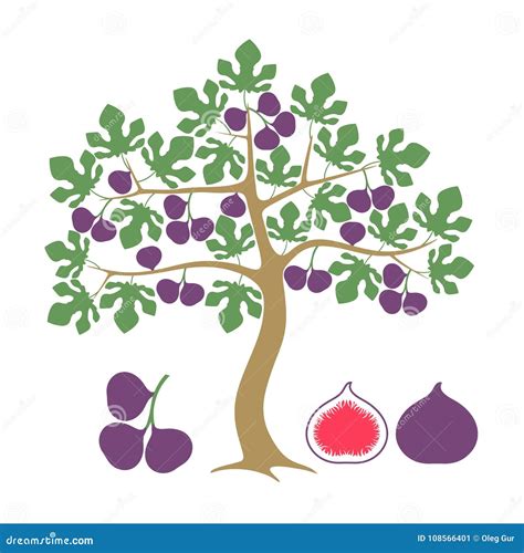 Fig Tree. Isolated Fig on White Background Stock Vector - Illustration ...