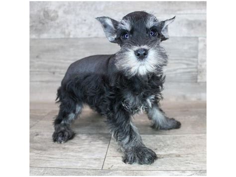 Miniature Schnauzer Puppy Black Id19129 Located At Petland Topeka Kansas