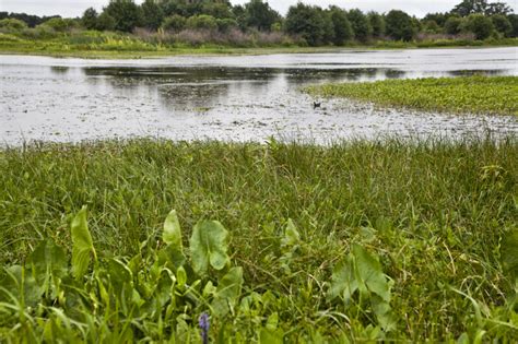 Freshwater Marsh at Circle B Bar Reserve | ClipPix ETC: Educational ...