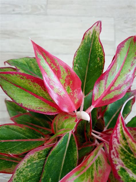 Aglaonema Red Siam Plant Studio Llc