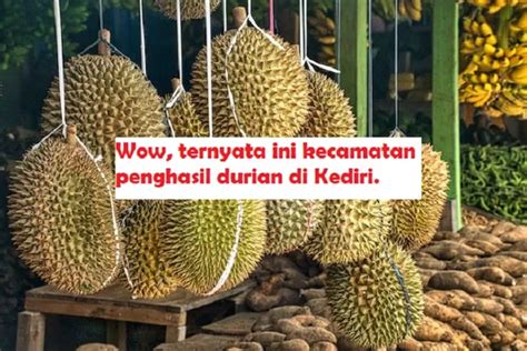 Kecamatan Penghasil Durian Terbesar Di Kabupaten Kediri Jangan Salah