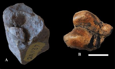 Chondrichthyan Fossils From The Mooney Fall Member Redwall Limestone