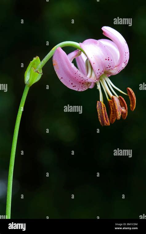 Lilium Martagon Turkscap Lily Martagone Stock Photo Alamy