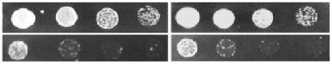 Growth Complementation Of Yeast Mutant Strain EBY VW4000 By AtSTP14