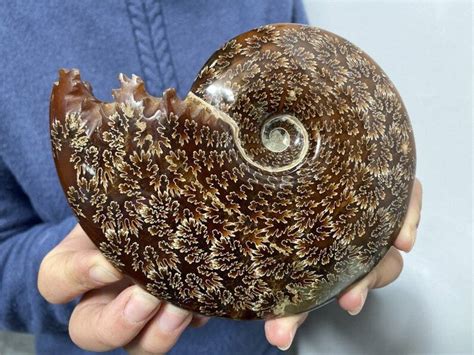 Natural Ammonite Fossil Specimen Quartz Crystal Specimen Reiki Healing