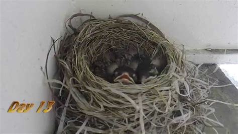 American Robins From Hatching To Leaving The Nest Youtube