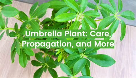 Umbrella Plant Care And Propagation Tips Flowersprofy