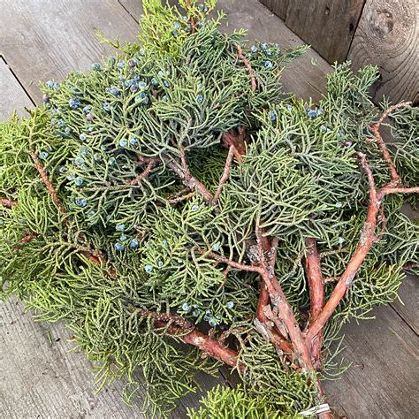 Christmas Greens Juniper Berried Boughs Fresh Greens Garlands And Branches Arts Nursery