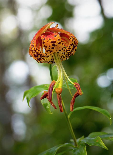 Lilium Michauxii Carolina Lily 2 Flower North Carolina Uwharrie