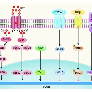 Transcriptional Regulation Of Pgc Pka Is Activated By Cyclic