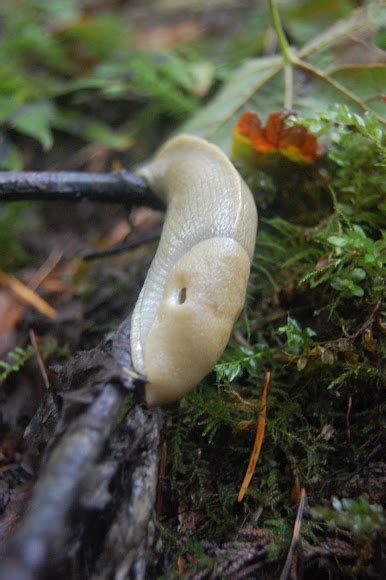 Banana Slug Project Noah