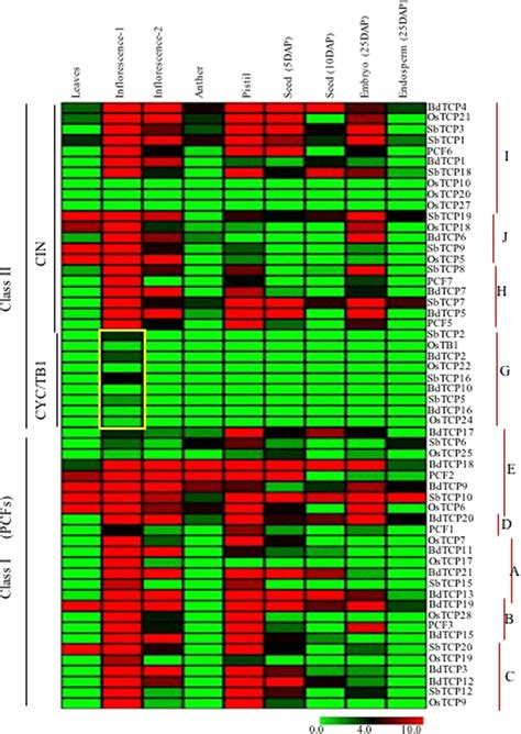 Comparative Expression Analysis Of Tcp Genes In Rice Brachypodium And