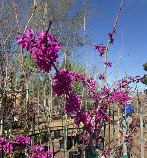 The Redbud Trees Guzman S Garden Centers