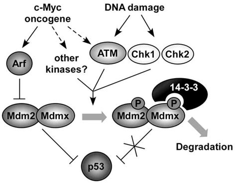 Increased Radioresistance And Accelerated B Cell Lymphomas In Mice With