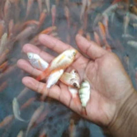 Jual Bibit IKAN NILA Ukuran 3 Jari IKAN HIDUP Shopee Indonesia