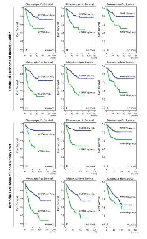 Survival Analysis Performed By Log Rank Test And Plotted Using Download Scientific Diagram