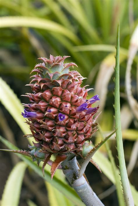 Flowering Pineapple 4558 Stockarch Free Stock Photo Archive