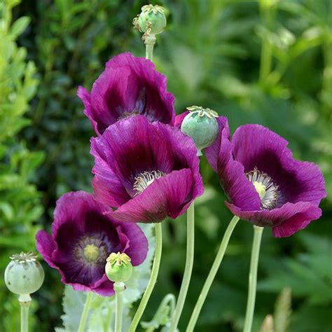 Purple Poppies Digital Prints Art & Collectibles eolane.ee