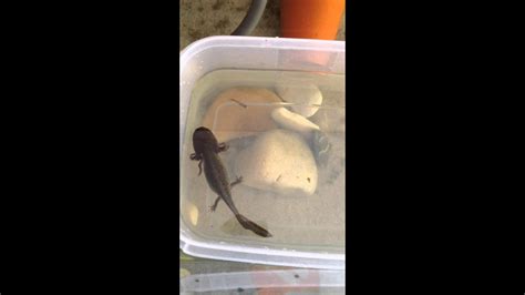 Axolotl Qui Mange Des Guppy Youtube