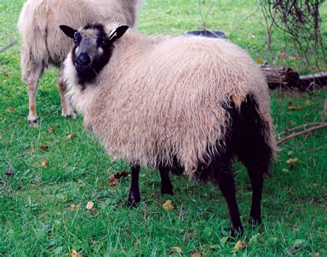 Icelandic Sheep For The Small Farm Small Farmers Journalsmall Farmer