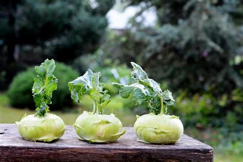 Kohlrabi Aufbewahren So Bleibt Das Gem Se Lange Frisch Knackig