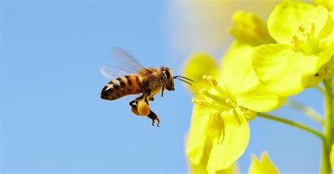 Bee sting allergy, bee sting shots, and venom shortage. - Coastal ...