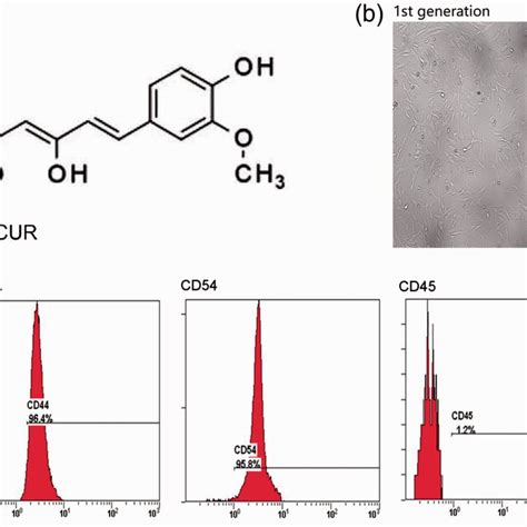 Characteristics Of Curcumin CUR And Murine LMSCs A Chemical