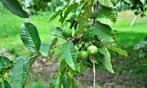 Guayaba Vs Guava Whats The Difference A Z Animals