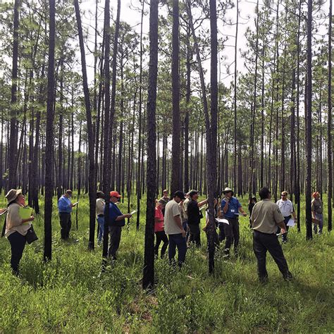 The Longleaf Alliance The Longleaf Alliance