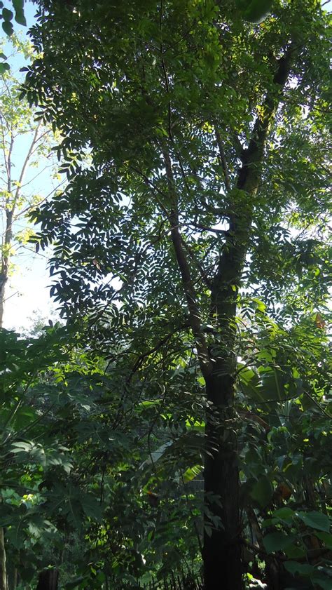 philippine history narra