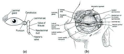 Anatomy of the lacrimal gland system (a) and of the orbito-palpebral... | Download Scientific ...