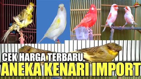 Update Harga Khusus Burung Kenari Import Terbaru Di Pasar Burung