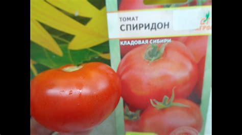 ТОМАТ СПИРИДОН - НЕПРИХОТЛИВЫЙ, ПРОСТОЙ И БЕЗОТКАЗНЫЙ. - YouTube